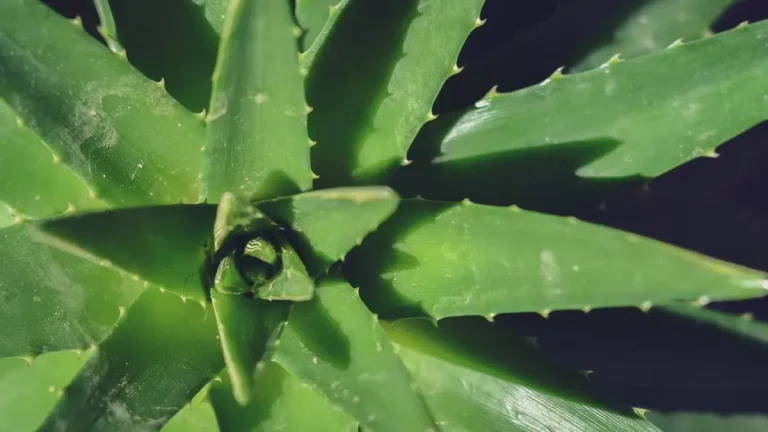 Reconnecting with Ancestral Wisdom for Modern Wellness Aloe Vera Plant