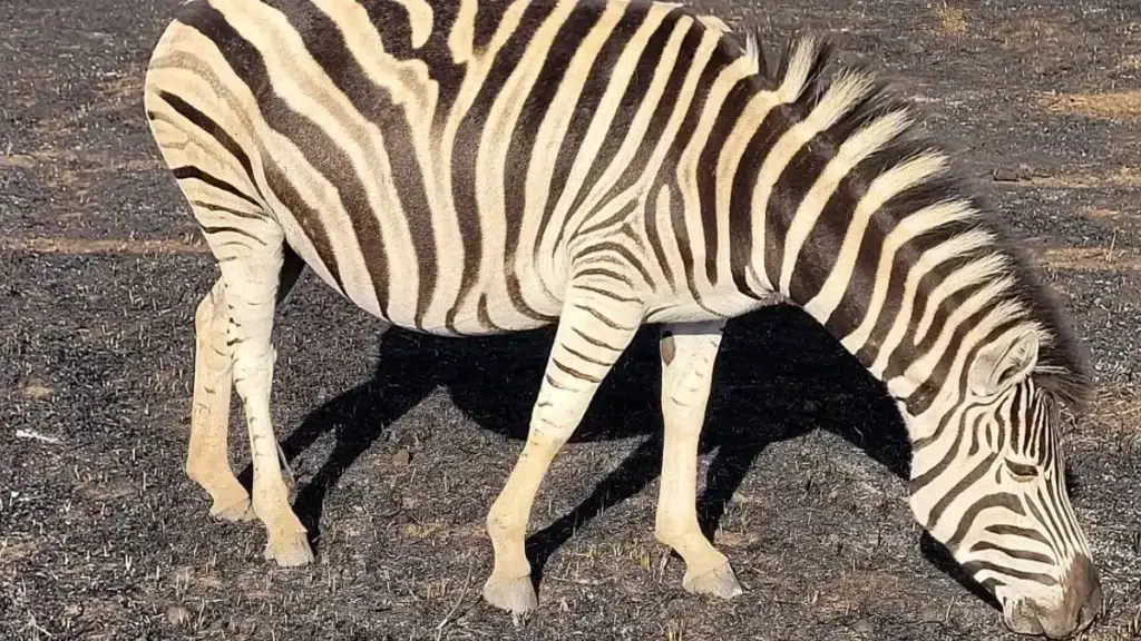 Zebra at the Faerie Glen Nature Reserve