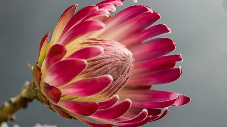 Gauteng’s Nature Reserves: All You Need to Know for an Unforgettable Outdoor Escape Photograph of Protea