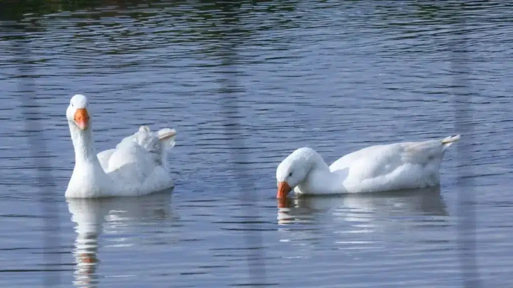 Geese in a pond at the Suikerbosrand Nature Reserve