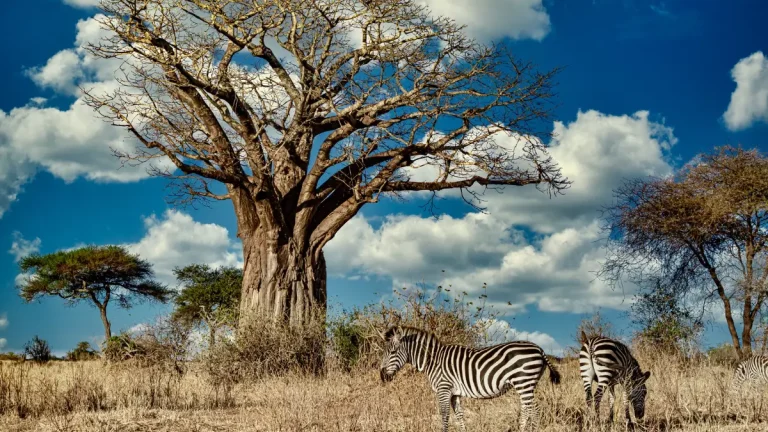 Escape the City: Where to Find Nature & Wildlife in Gauteng