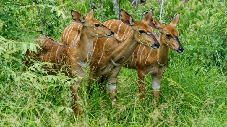 Discover the Magic of Dinokeng Game Reserve: Gauteng’s Only Big Five Safari