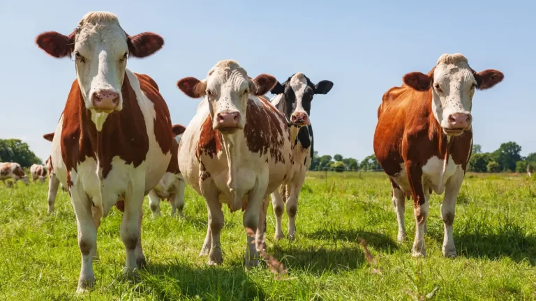 Farmers Welcome Centralised Response to Foot-and-Mouth Disease in South Africa Livestock Disease
