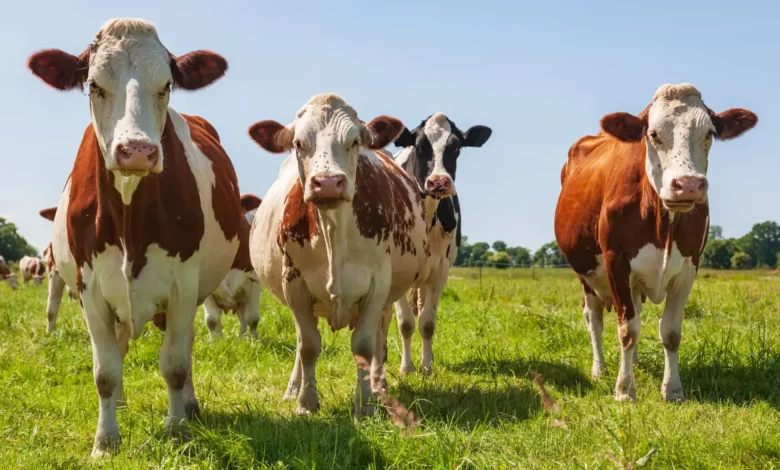 Livestock Disease