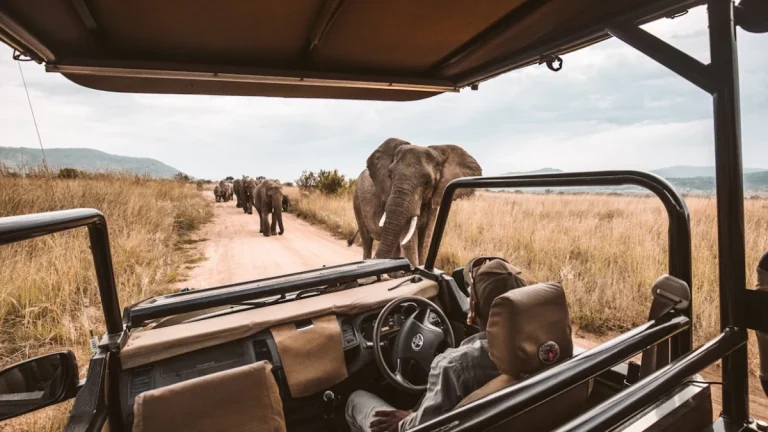How to Plan the Perfect Safari in Gauteng: A First-Timer’s Guide How to Plan the Perfect Safari in Gauteng: A First-Timer’s Guide