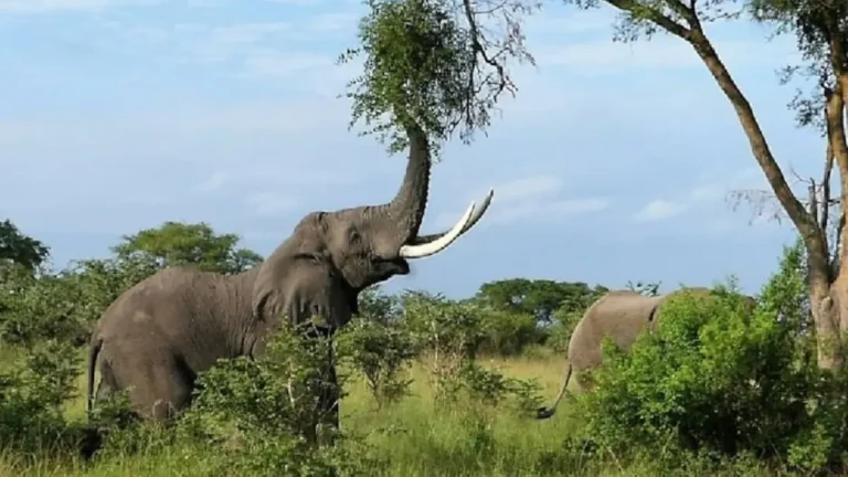 The Best Safari Adventures in Gauteng: Where to See Wildlife Up Close The Best Safari Adventures in Gauteng: Where to See Wildlife Up Close
