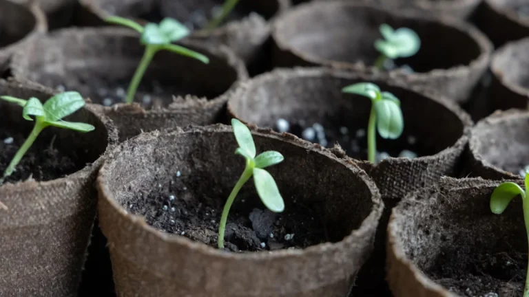 One Million Trees: New Campaign Aims to Boost Reforestation and Tackle Climate Change One Million Trees: New Campaign Aims to Boost Reforestation and Tackle Climate Change