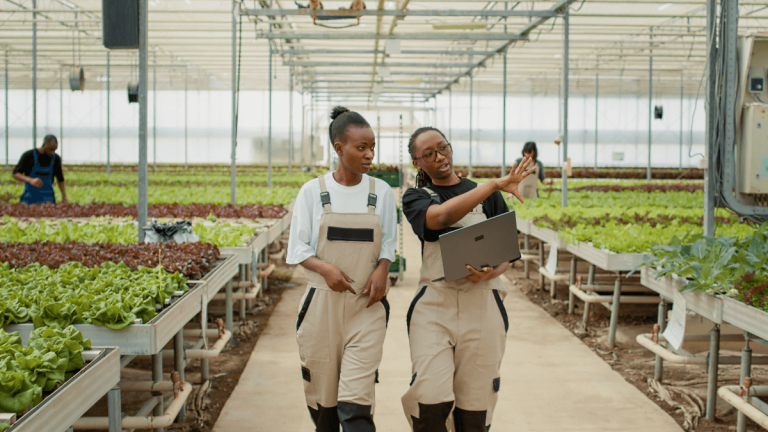 OVK Grain Graduate Programme (2026) OVK Grain Graduate Programme (2026)