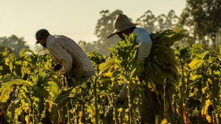 Illicit Cigarette Trade Is Destroying South African Jobs: Here’s How to Stop It Illicit Cigarette Trade Is Destroying South African Jobs — Here’s How to Stop It