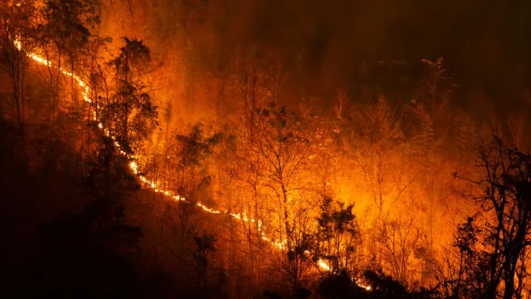Inside South Africa’s Plan to Address the Worldwide Wildfire Emergency Inside South Africa’s Plan to Address the Worldwide Wildfire Emergency