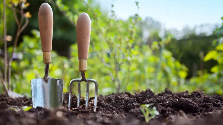 From Soil to Sun: Why Gauteng’s Gardens Thrive in Springtime From Soil to Sun: Why Gauteng’s Gardens Thrive in Springtime