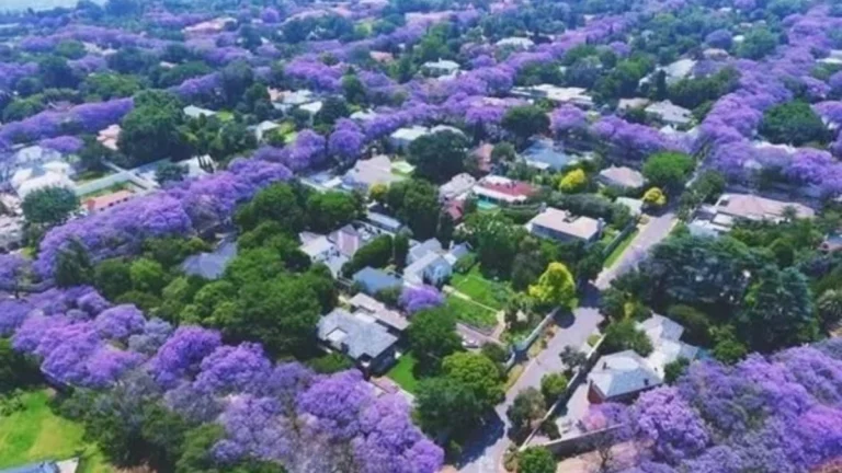 From Street Markets to Sunsets: 7 Ways Gauteng Glows in Spring From Street Markets to Sunsets: 7 Ways Gauteng Glows in Spring