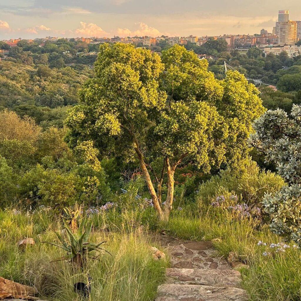 Gauteng News Image