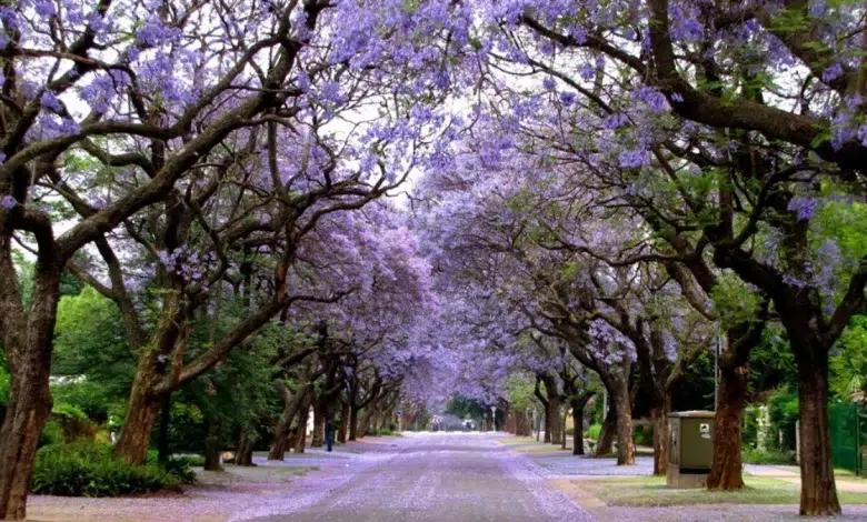 Why Gauteng Turns Purple: The Story Behind Jacaranda Spring