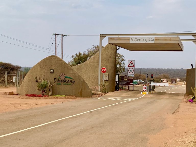 A Road Runs Through It: Exploring the Wild Beauty of Dinokeng Game Reserve A Road Runs Through It: Exploring the Wild Beauty of Dinokeng Game Reserve in Gauteng